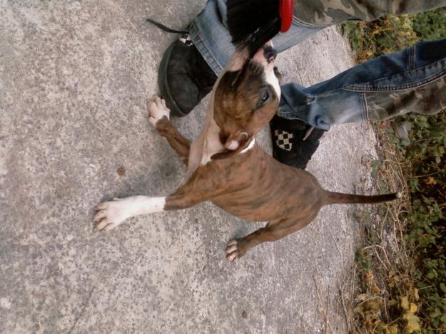 camada de pitbull