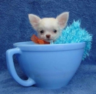 chihuahua cachorros - mejor precio | unprecio.es