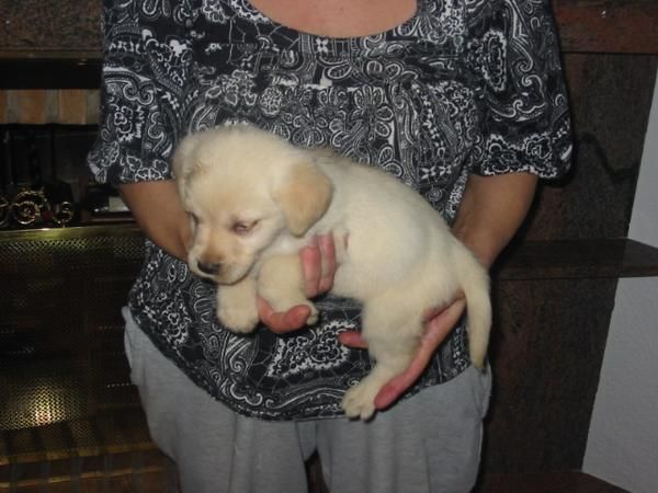 Labradores retriever cachorros,dorados,negros y chocolate,pedigree.