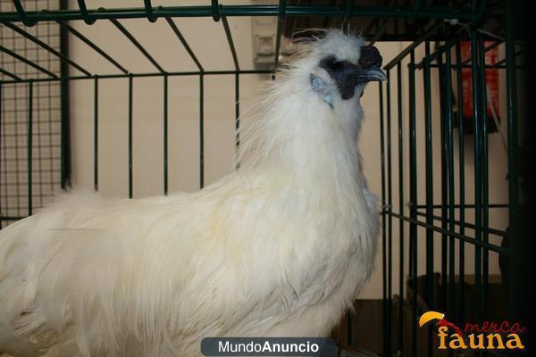 Las mejores gallinas en venta