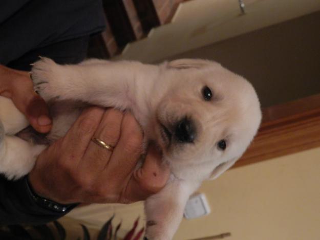 preciosos cachorros de labrador