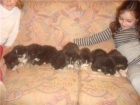 regalo cachorritos cruce de alaskan - mejor precio | unprecio.es