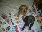 ULTIMOS CAHORROS STAFFORD BULL TERRIER INGLES!! - mejor precio | unprecio.es