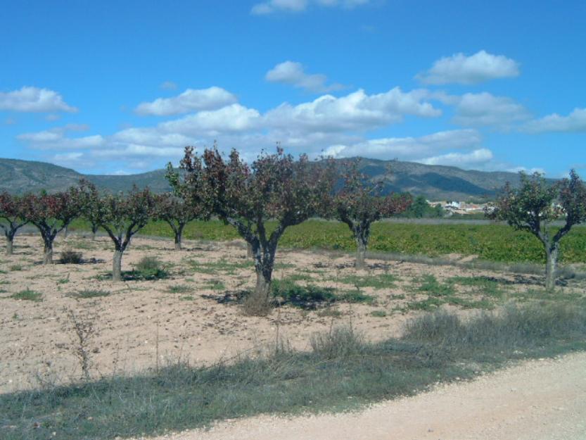 venta parcela Venta de parcela en Beneixama (Alicante) zona huerta, cerca del pueblo, pera