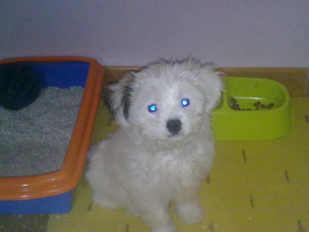 Adopto cachorro de bichon maltes 625316690 pagaría gastos