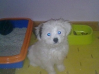 Adopto cachorro de bichon maltes 625316690 pagaría gastos - mejor precio | unprecio.es
