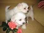 BICHON MALTES / YORKSHIRE TERRIER - mejor precio | unprecio.es