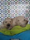 Cachorros de Golden Retriever, nacidos en Tenerife con Loe. - mejor precio | unprecio.es