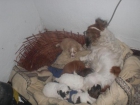 Cachorros tamaño pequeño en adopcion, solo quien venga a Cadiz a por ellos - mejor precio | unprecio.es