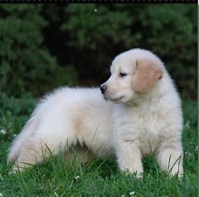 Excelentes Golden Retriever LOE cria familiar