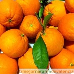 La Mejor Naranja De Valencia