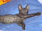 SE REGALAN GATITOS PRECIOSOS (TARRAGONA) - mejor precio | unprecio.es