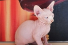 sphynx - mejor precio | unprecio.es