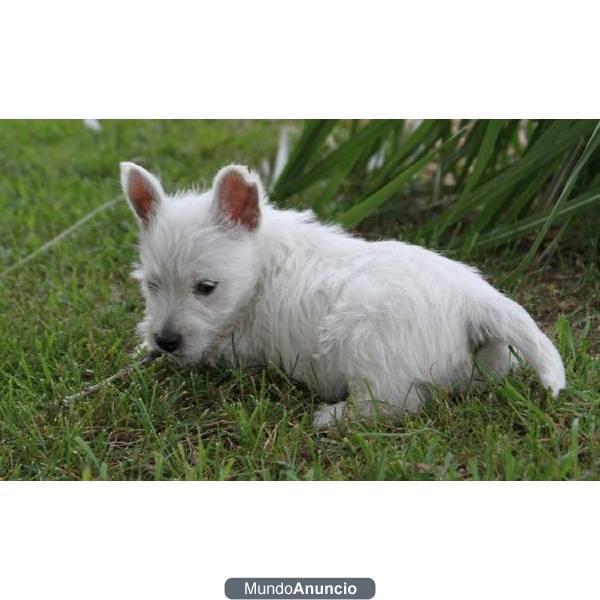 UN WESTY CACHORRO €80