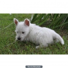 UN WESTY CACHORRO €80 - mejor precio | unprecio.es