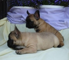 Bulldog frances para montas - mejor precio | unprecio.es