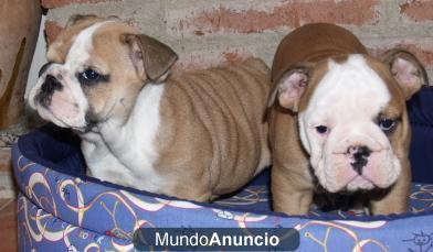 bulldog ingles, increibles y economicos