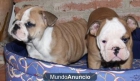 bulldog ingles, increibles y economicos - mejor precio | unprecio.es