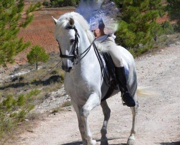 Excelente caballo de P.R.E. de la Viuda de Terry