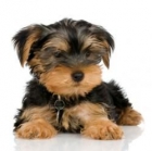 LINDOS YORKSHIRE TERRIER MACHO Y HEMBRAS 90 - mejor precio | unprecio.es