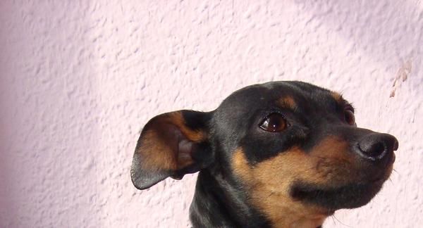 pincher miniatura
