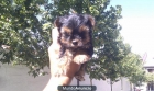 yorkshire terrier - mejor precio | unprecio.es