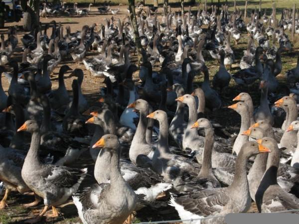 adopto todas las aves que se necesite,y si lo necesitais hos los cuido