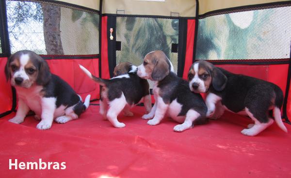 Beagles cachorros con pedigri de campeones.