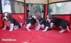 Beagles cachorros con pedigri de campeones. - mejor precio | unprecio.es