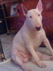 Bull Terrier se ofrece para monta - mejor precio | unprecio.es