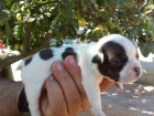 bulldog frances - mejor precio | unprecio.es