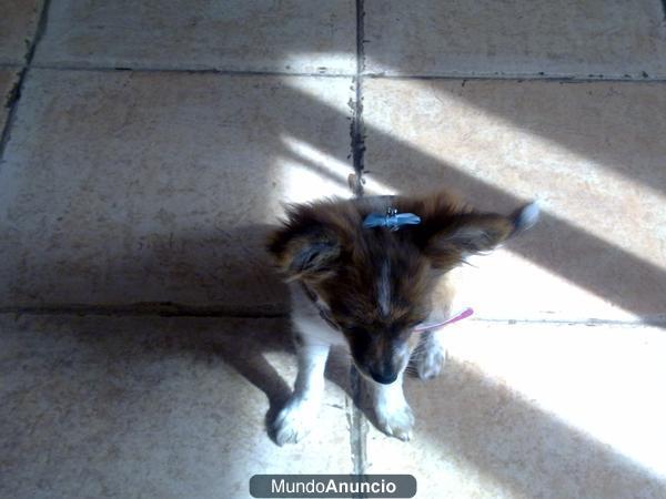 busco chihuahua de pelo largo blanco