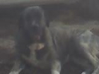 cachorrita de mastín leonés - mejor precio | unprecio.es