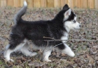 Cachorros de raza pura husky siberianos. - mejor precio | unprecio.es