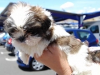 camada de SHIH TZU con PEDIGREE 450 - mejor precio | unprecio.es