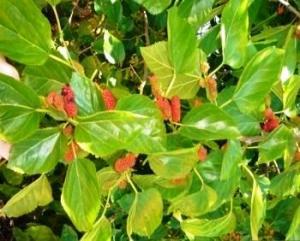 HOJAS DE MORERA FRESCA AL VACIO PARA TUS GUSANOS DE SEDA