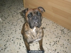 regalo cachorra de boxer - mejor precio | unprecio.es