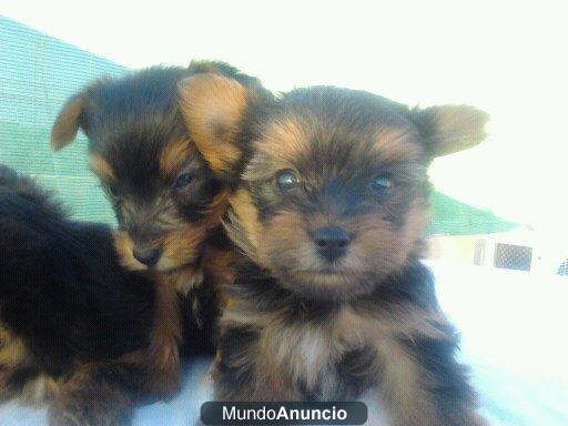 vendo cachorros yorkshire