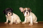 BULLDOG FRANCES 390€ - mejor precio | unprecio.es