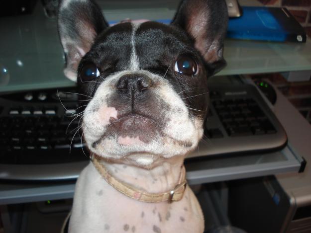 busco perro bulldog frances para criar