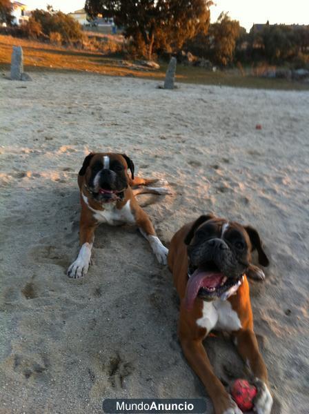 Cachorros de Boxer con excelente pedigree