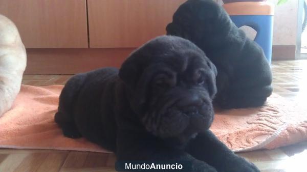 Cachorros de Sharpei color negro-sable