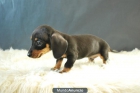 Cachorros de teckel miniatura en www.doogs.es - mejor precio | unprecio.es