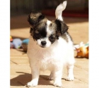 chihuahuas en venta - 200 - mejor precio | unprecio.es