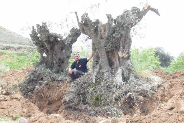 Grandes Olivos Centenarios