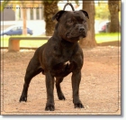 Impresionante camada Staffordshire Bull Terrier (Staffy) - mejor precio | unprecio.es