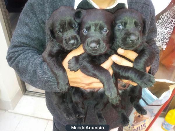 Labradores machos negros