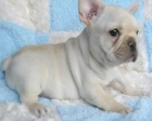 Preciosa cachorra de Bulldog Francés 130euro - mejor precio | unprecio.es