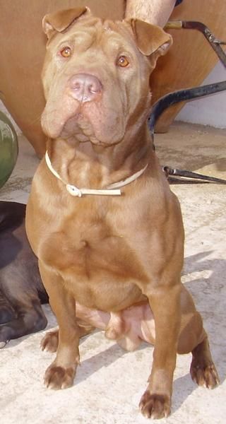 VENDO CAMADA DE SHAR PEI CON PEDIGREE A ELEGIR ENTRE 7 !!!. NACERAN EL 20/08/09 APROX.