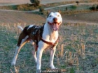 vendo pit bull - mejor precio | unprecio.es